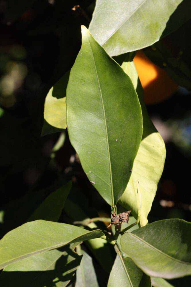              Unifoliolate leaf (Riverside, CA)       